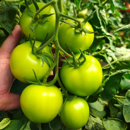 Seminte profesionale Tomate Pachamama - 100 seminte Klastorf - Rosii Gigant tip Beef [2]