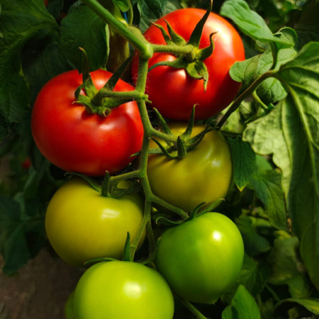 Seminte profesionale Tomate Pachamama - 100 seminte Klastorf - Rosii Gigant tip Beef [1]