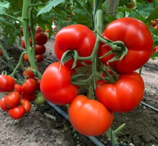 Seminte - Seminte Profesionale Tomate Pachamama F1, Pachet 500 Seminte, Rosii cu Crestere Nedeterminata, Klastorf