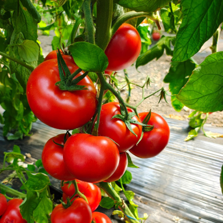 Seminte Profesionale Tomate Pachamama F1, Pachet 500 Seminte, Rosii cu Crestere Nedeterminata, Klastorf [1]