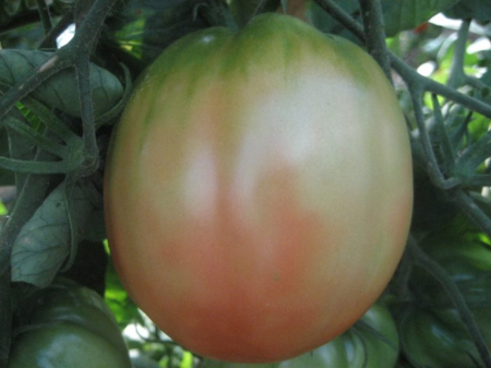 Seminte Legume Profesionale - Seminte profesionale Tomate Pera D Abruzzo - 100 seminte Klastorf - Rosii Gigant tip Para