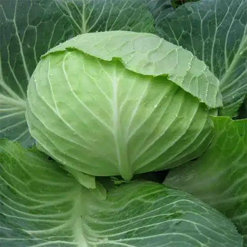 Seminte Profesionale Varza Autumn King F1, Pachet 2.500 Seminte, Klastorf [1]