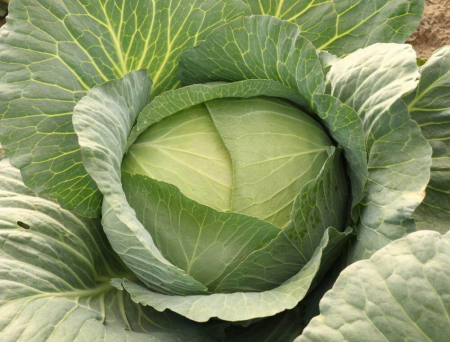 Seminte Legume Profesionale - Seminte Profesionale Varza Autumn King F1, Pachet 2.500 Seminte, Klastorf