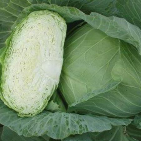 Seminte Profesionale Varza Autumn King F1, Pachet 2.500 Seminte, Klastorf [2]