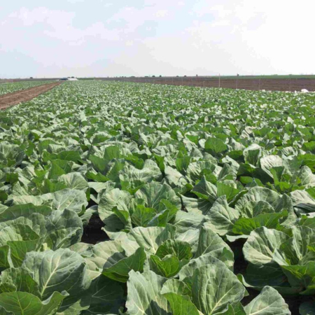 Seminte profesionale Varza extratimpurie Delight ball F1 5g Klastorf - Productie Rapida [4]