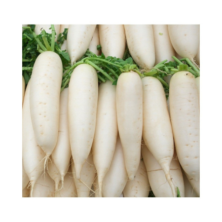 Seminte Ridichi albe lungi Minowase 4g Agrosem - Ridiche Tip Daikon Crocanta [3]