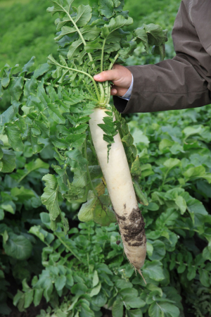 Seminte Ridichi albe lungi Minowase 4g Agrosem - Ridiche Tip Daikon Crocanta [2]