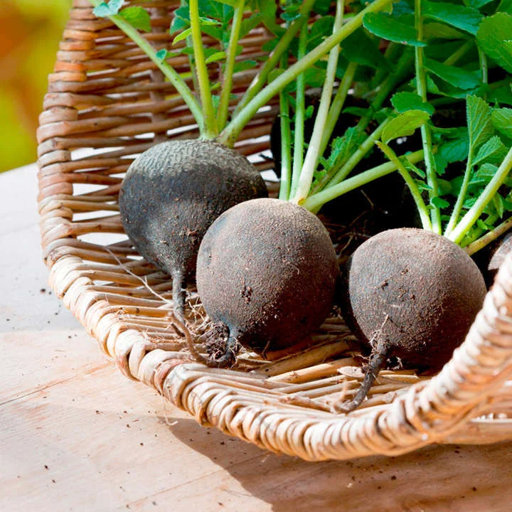 Seminte Ridichi de Iarna Black SpanishRound 150g Agrosem - Ambalaj Profesional [2]