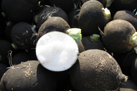 Seminte Ridichi de Iarna Runder Schwarzer Winter 3g Kertimag - Ridiche Neagra de Iarna [1]