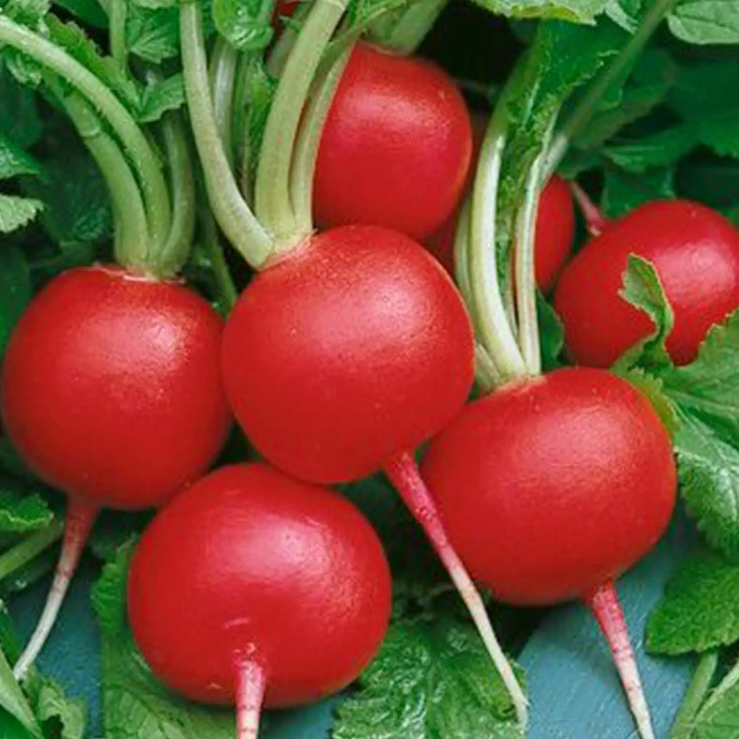 Seminte Ridichi de luna Cherry Belle 5g Agrosem - Ridichi Rosii Clasice si Crocante [2]