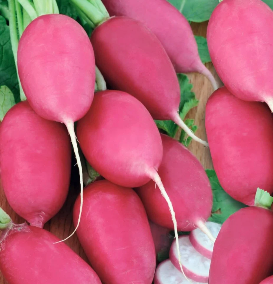 Seminte Ridichi de luna Jutrzenka 3g Agrosem - Ridichi Roz-Pastel Fine si Crocante [1]