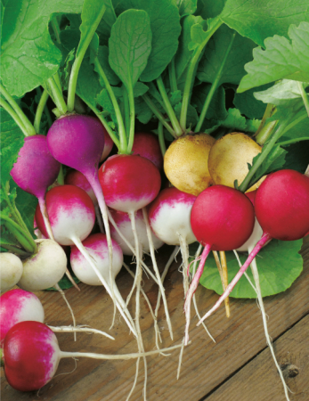 Seminte Ridichi de Luna Tricolor 3x1g Kertimag - Mix de Culori Alb, Rosu si Galben [1]