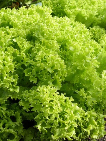 Seminte Salata creata Gentilina 1.5g Agrosem - Salata Tip Lollo Bionda Crocanta [3]