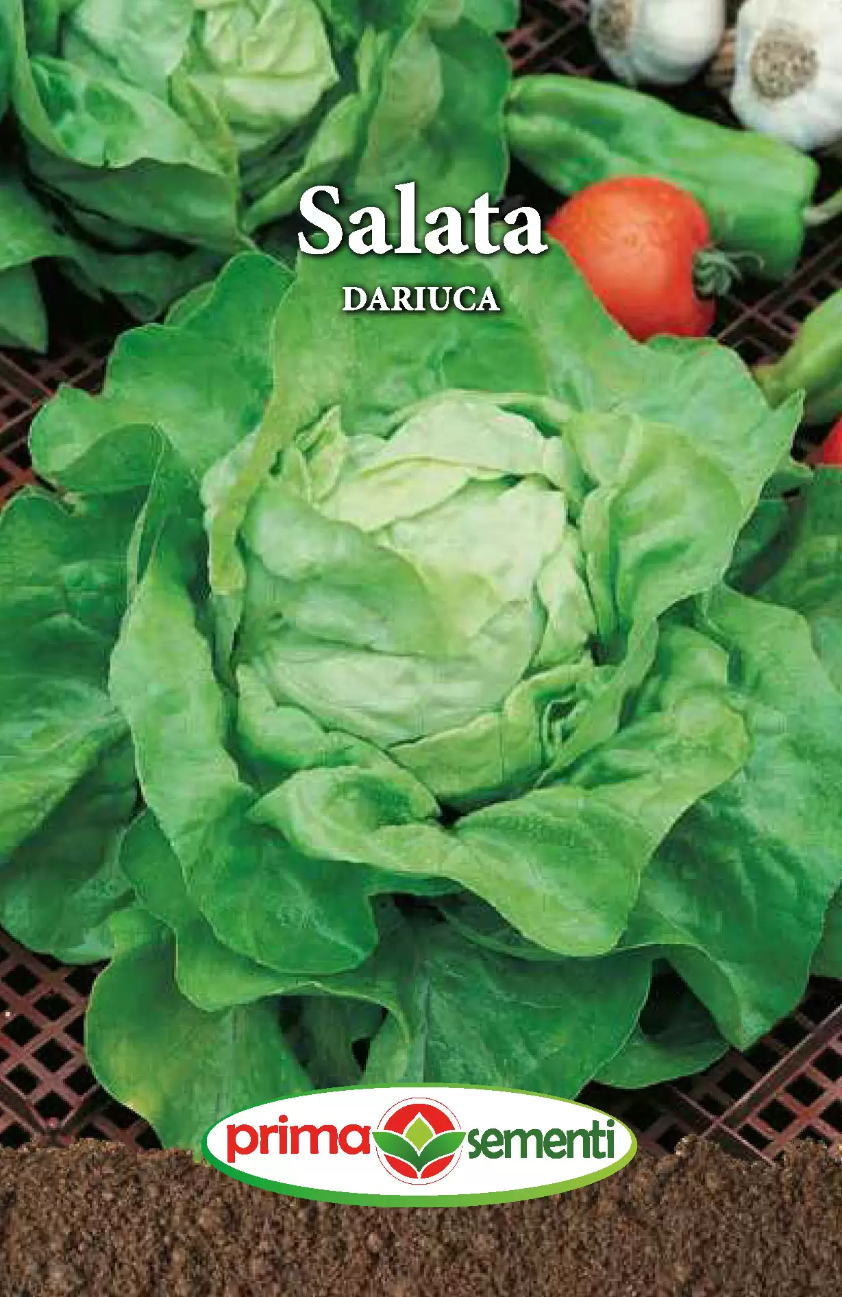 Seminte salata - Seminte Salata Dariuca 2g - Soi Traditional Foarte Productiv Fraged si Dulce