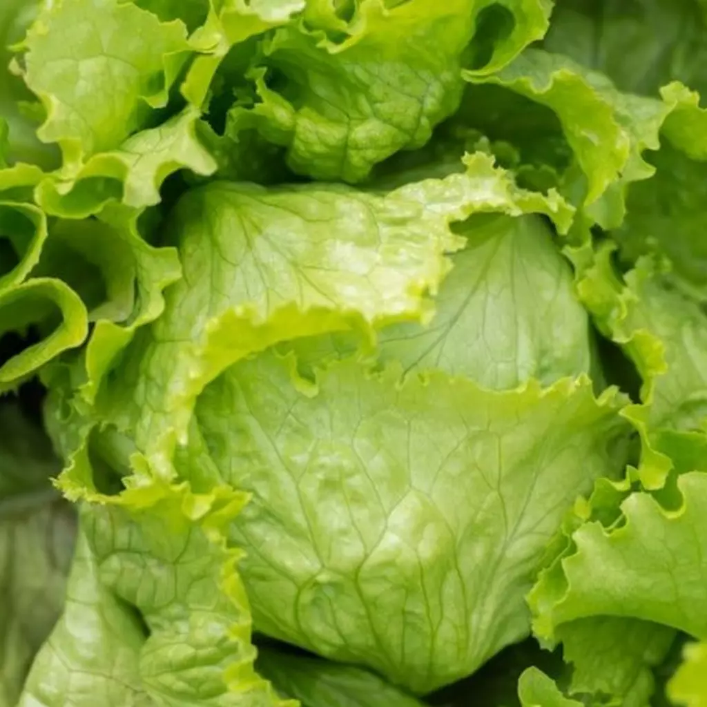 Seminte Salata Great Lakes 118 1.5g Agrosem - Salata Iceberg Crocanta si Rezistenta [1]