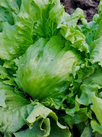 Seminte Salata Great Lakes 118 1.5g Agrosem - Salata Iceberg Crocanta si Rezistenta [3]