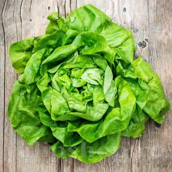 Seminte Salata Imperial Winter 12g Agrosem - Salata de Iarna Rezistenta la Frig [1]