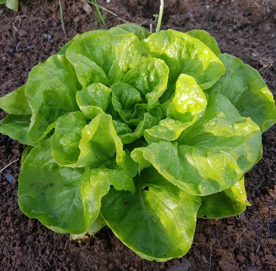 Seminte Salata Imperial Winter 12g Agrosem - Salata de Iarna Rezistenta la Frig [2]