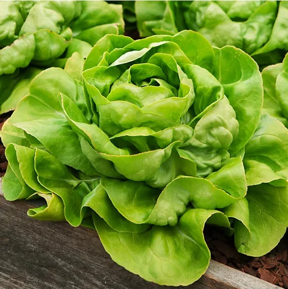 Seminte Salata May King 3g Kertimag - Soi Timpuriu Regele Mai [1]