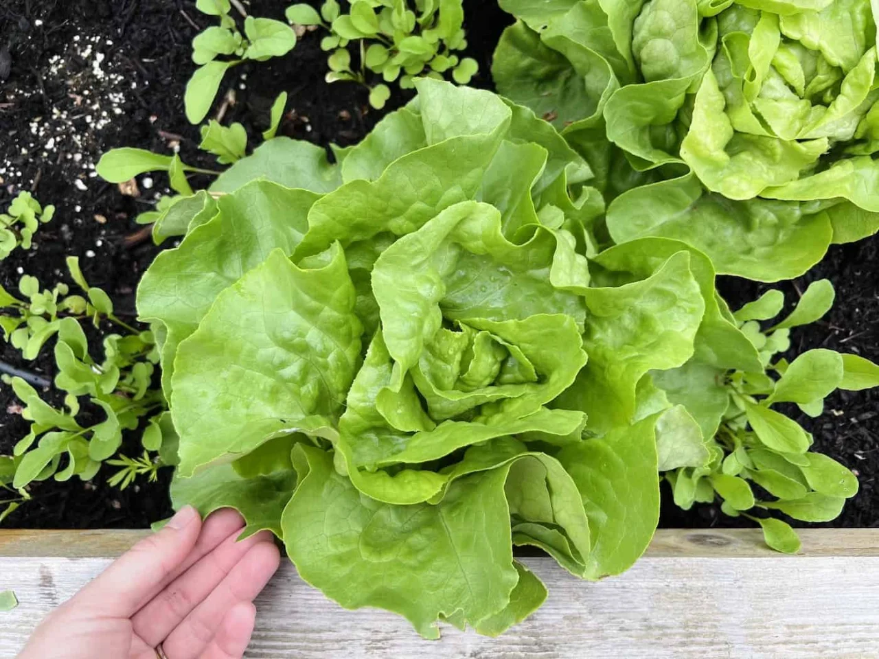 Seminte Salata May King Drajate 450 sem Kertimag - Soi Timpuriu Regele Mai [2]