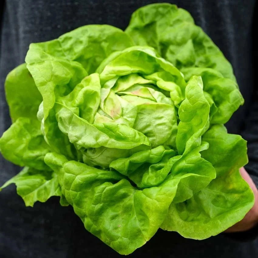 Seminte Salata May Queen 12g Agrosem - Soi Timpuriu si Fraged pentru Primavara [1]