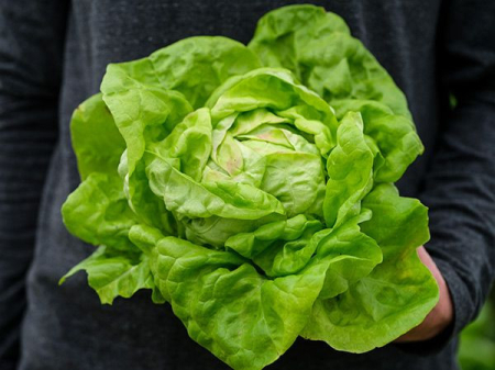 Seminte Salata May Queen 2.5g Agrosem - Regina Primaverii Timpurie si Frageda [2]