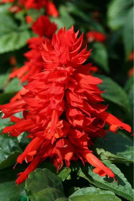 Seminte Salvie Rosie (Salvia Splendens), Plic 0.1g, Flori Decorative Intens Colorate, Agrosem [1]