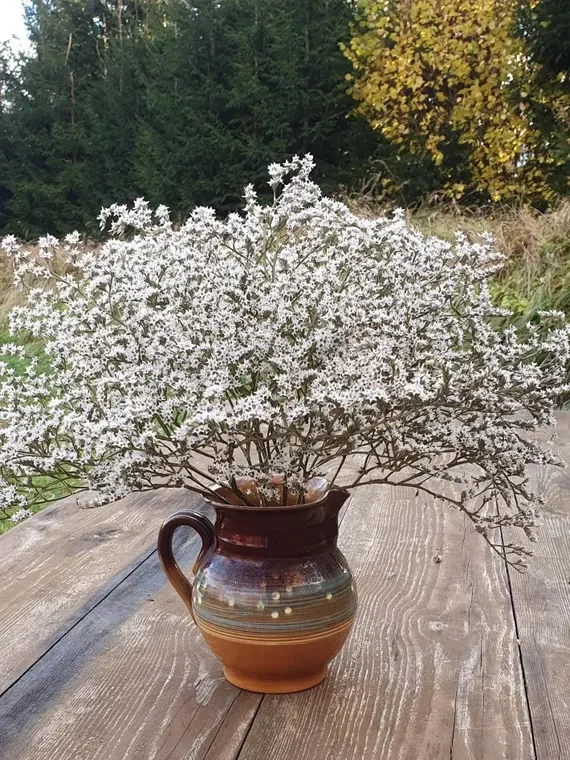 Seminte Saraturica Perena Alba (Gypsophila paniculata), 0.2 g, Kertimag [3]