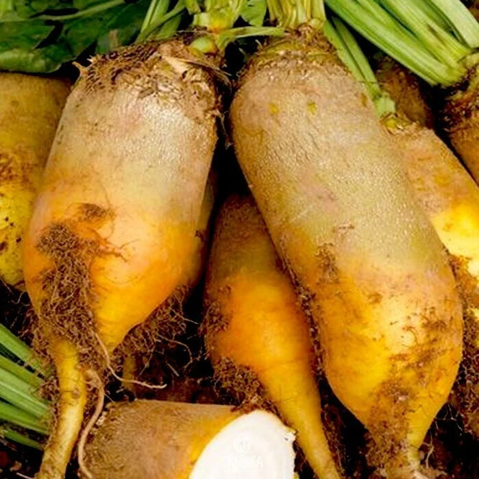 Seminte Sfecla Furajera Eckedogelb 100g Kertimag - Sfecla Furajera Galbena Uriasa [2]