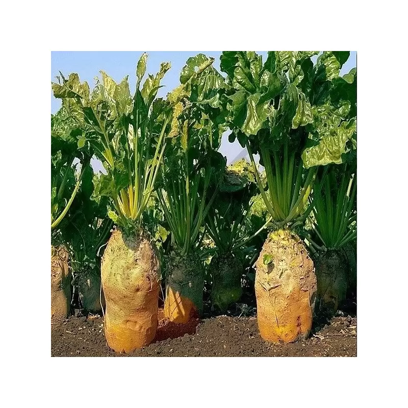 Seminte Sfecla Furajera Eckedogelb 100g Kertimag - Sfecla Furajera Galbena Uriasa [1]