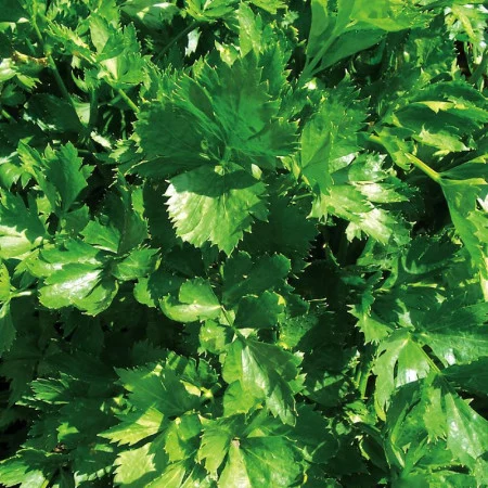 Seminte Telina de Frunze Cutting Celery 1g Agrosem - Aroma Intensa [1]