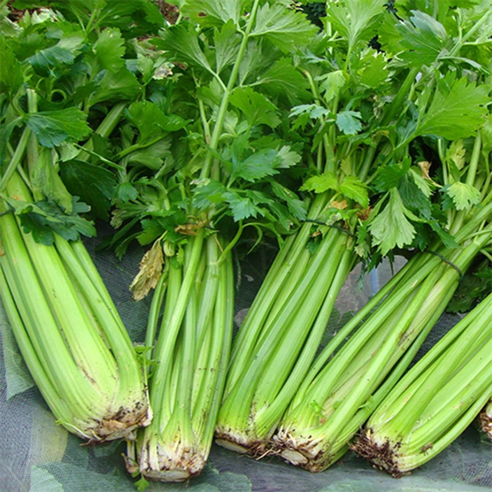 Seminte Telina de PetiolTall Utah 1g Kertimag - Telina Apio pentru Tulpini Crocante [1]