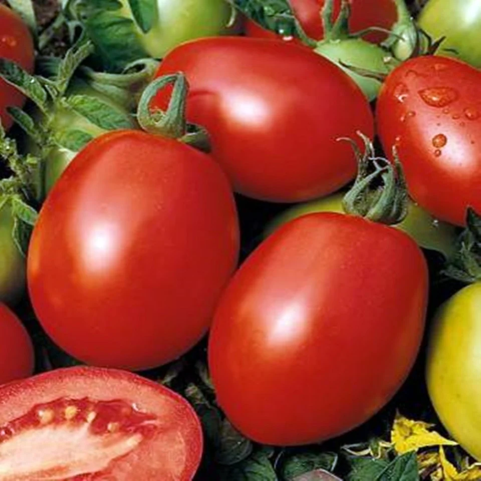 Seminte rosii - Seminte Tomate Big Rio F1 0.3g - Rosii Determinate Timpurii