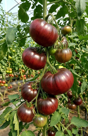 Seminte Tomate Black Crimea F1 0.3g - Hibrid Profesional Negru-Purpuriu Gust Inconfundabil [1]
