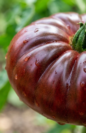 Seminte Tomate Black Crimea F1 0.3g - Hibrid Profesional Negru-Purpuriu Gust Inconfundabil [2]