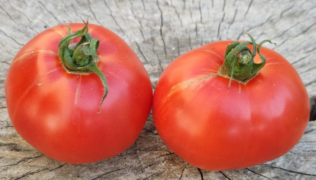 Seminte Tomate Buzau 47 0.2g Agrosem - Soi Romanesc Determinat pentru Camp [3]