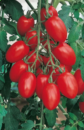 Seminte Tomate Datterino F1 0.3g - Hibrid Profesional Tip Para Foarte Dulce si Productiv [2]
