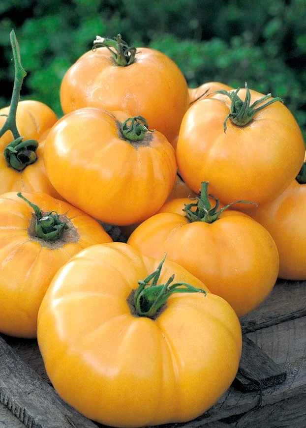 Seminte Tomate galbene mari 0.2g Agrosem - Rosii Aurii Carnoase si Dulci [1]