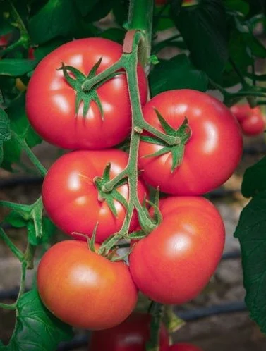 Seminte Tomate Kecskemeti Jubileum 0.5g Kertimag - Soi Productiv pentru Camp [2]
