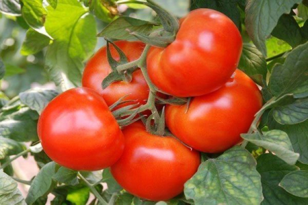 Seminte Tomate Mobil 0.5g Kertimag - Soi Productiv cu Crestere Determinata [2]