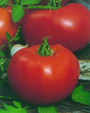 Seminte Tomate Mobil 0.5g Kertimag - Soi Productiv cu Crestere Determinata [1]