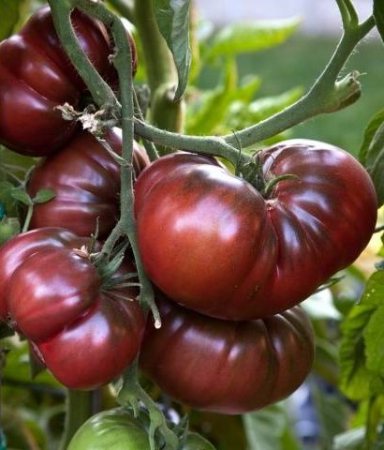 Seminte Tomate Neagra de Crim 0.3g Kertimag - Rosii Negre cu Gust Gourmet [2]