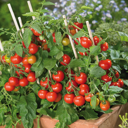 Seminte Tomate pentru balcon Balkonzauber 0.2g Agrosem - Rosii Cherry Compacte [1]