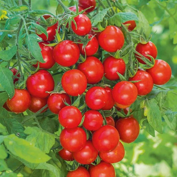 Seminte Tomate pentru balcon Balkonzauber 0.2g Agrosem - Rosii Cherry Compacte [2]