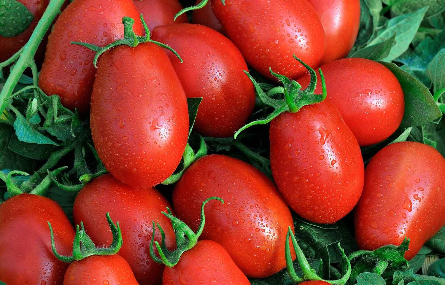 Seminte Tomate Roma 0.7g - Soi Determinat Prunisoara Ideal pentru Bulion si Conserve [1]