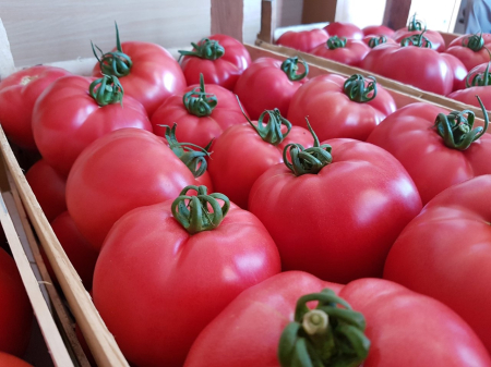 Seminte Tomate roz 0.3g Agrosem - Rosii Dulci cu Textura Fina si Carnoasa [3]