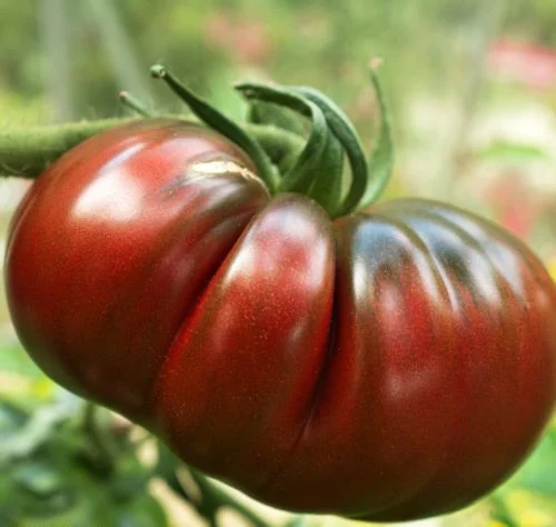 Seminte Tomate Russian Black 0.2g Agrosem - Rosii Negre Exotice si Nutritive [1]