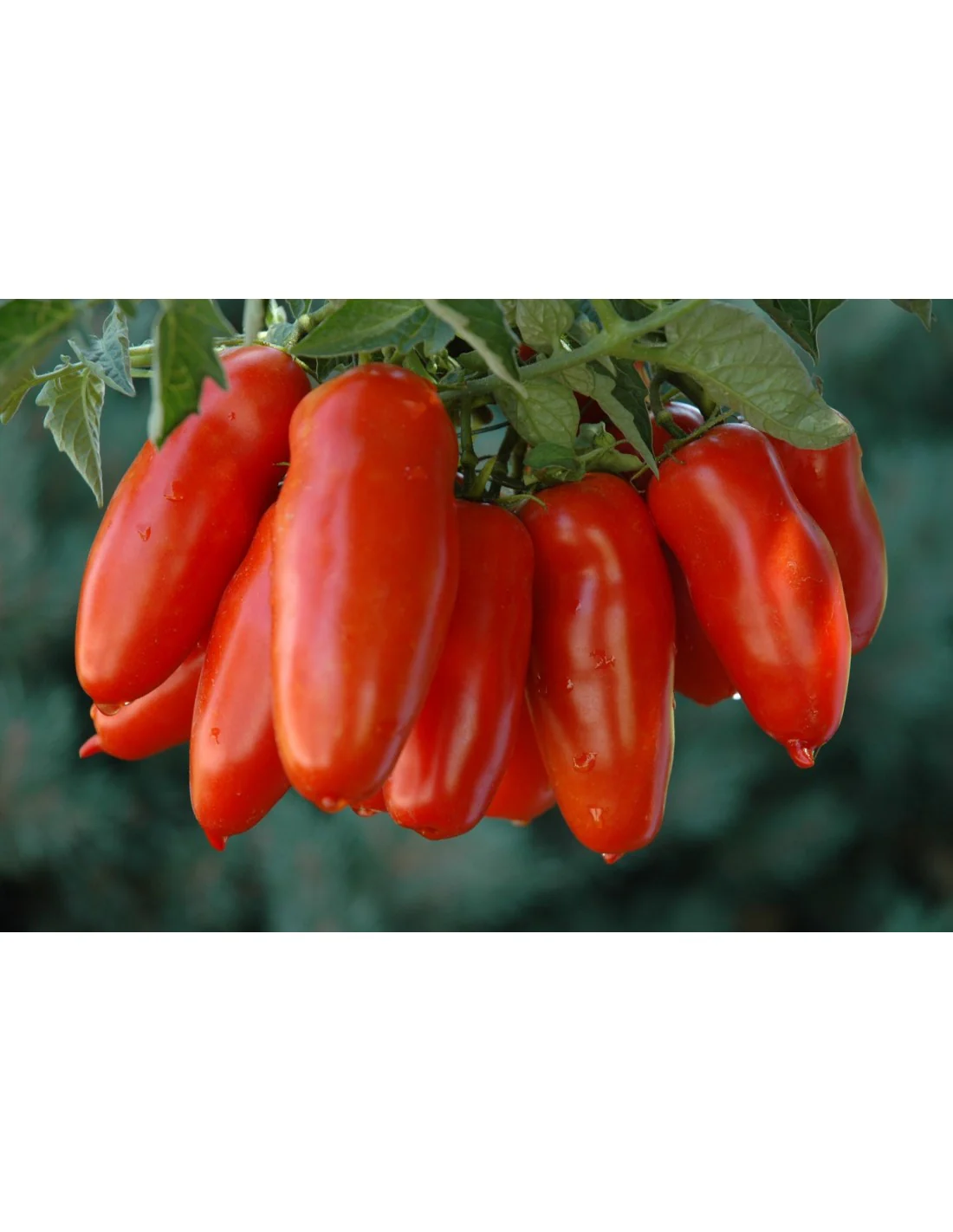 Seminte Tomate San Marzano 3 0.4g Agrosem - Cele mai bune Rosii pentru Bulion si Sos [3]