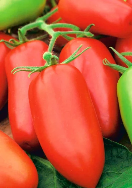 Seminte Tomate San Marzano 3 0.4g Agrosem - Cele mai bune Rosii pentru Bulion si Sos [2]