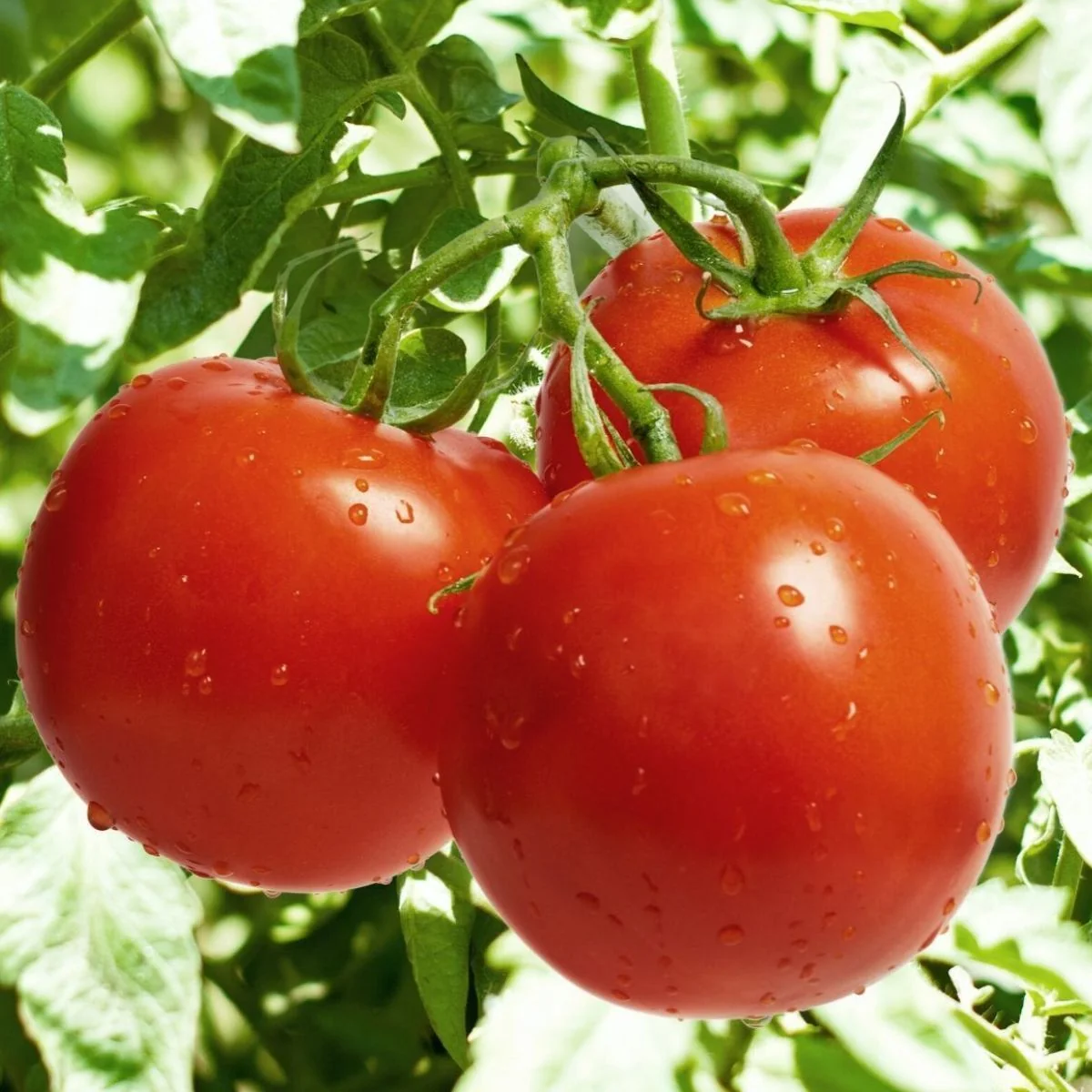 Seminte Tomate St Pierre 0.7g - Soi Traditional Frantuzesc Foarte Productiv [1]
